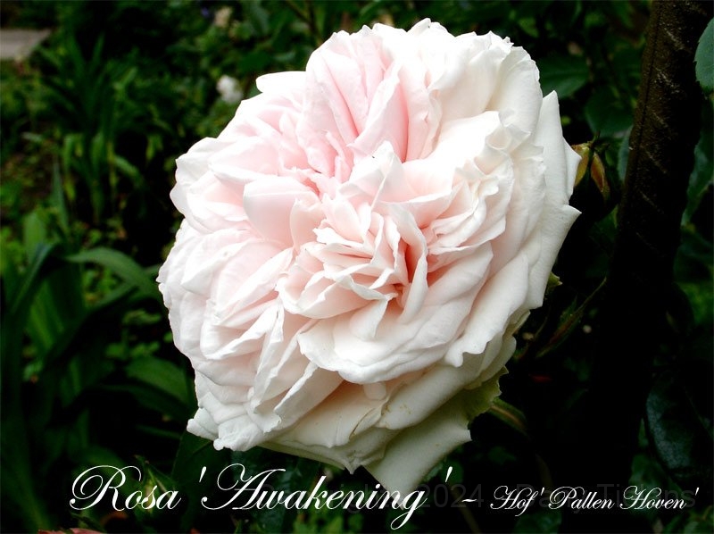 Rosa - Awakening 2.jpg